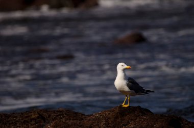 Yellow-legged gull Larus michahellis atlantis. Los Dos Roques. Galdar. Gran Canaria. Canary Islands. Spain. clipart