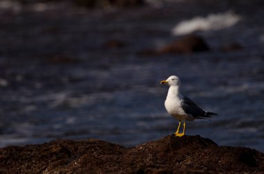Sarı bacaklı martı Larus Michaellis Atlantis. Los Dos Roques. Galdar. Büyük Kanarya. Kanarya Adaları. İspanya.