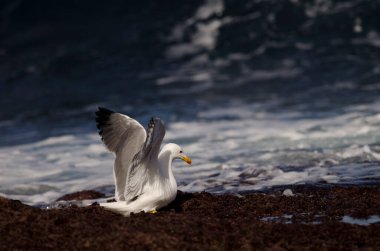 Yellow-legged gull Larus michahellis atlantis opening its wings. Los Dos Roques. Galdar. Gran Canaria. Canary Islands. Spain. clipart