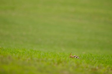 Eurasian hoopoe Upupa epops searching for food. Tecina Golf. Lomada de Tecina. San Sebastian de La Gomera. La Gomera. Canary Islands. Spain. clipart