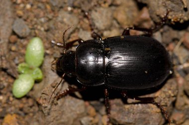 Koyu renkli böcek Hegeter SP 'nin ters görüntüsü. Garajonay Ulusal Parkı. La Gomera. Kanarya Adaları. İspanya.
