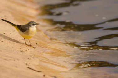 Grey wagtail Motacilla cinerea canariensis. Cabecita dam. Vallehermoso. . La Gomera. Canary Islands. Spain. clipart