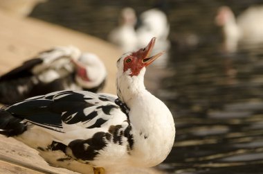 Yerli Moscovy ördeği Cairina Moschata domestica. Cabecita barajı. Vallehermoso. La Gomera. Kanarya Adaları. İspanya.