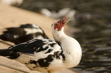 Domestic Muscovy duck Cairina moschata domestica. Cabecita dam. Vallehermoso. La Gomera. Canary Islands. Spain. clipart