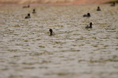 Eurasian coots Fulica atra atra. Cabecita dam. Vallehermoso. . La Gomera. Canary Islands. Spain. clipart