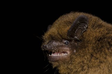 Madeira pipistrelle Pipistrellus maderensis. Garajonay National Park. La Gomera. Canary Islands. Spain. clipart