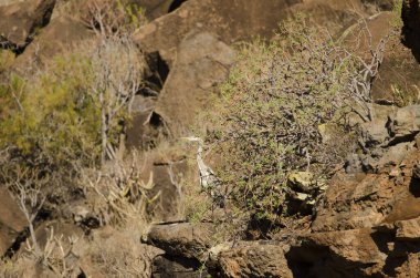 Bitki örtüsünde saklanan gri balıkçıllı Ardea cinerea. Alajero. La Gomera. Kanarya Adaları. İspanya.