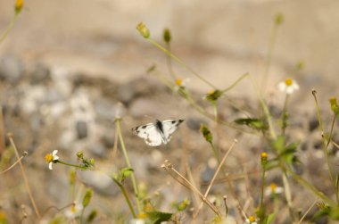 Bath white Pontia daplidice in flight. Alajero. La Gomera. Canary Islands. Spain. clipart