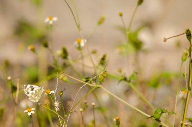 Bath white Pontia daplidice feeding on a flower of cobbler pegs Bidens pilosa. Alajero. La Gomera. Canary Islands. Spain. clipart