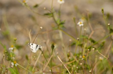 Banyo beyazı Pontia daplidice. Alajero. La Gomera. Kanarya Adaları. İspanya.