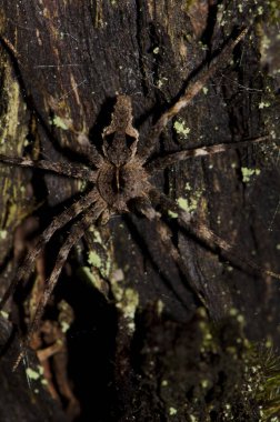 Ağaç gövdesindeki örümcek. Garajonay Ulusal Parkı. La Gomera. Kanarya Adaları. İspanya.