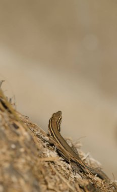 Juvenile Boettger 'ın kertenkele Gallotia seesaris gomerae' si. Vallehermoso. La Gomera. Kanarya Adaları. İspanya.