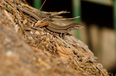 Juvenile Boettger 'ın kertenkele Gallotia seesaris gomerae' si. Vallehermoso. La Gomera. Kanarya Adaları. İspanya.