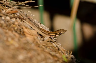 Juvenile Boettger's lizard Gallotia caesaris gomerae. Vallehermoso. La Gomera. Canary Islands. Spain. clipart