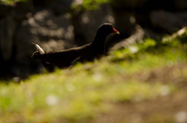 Avrasya tavuğu Gallinula kloropus kloropusu. Vallehermoso. La Gomera. Kanarya Adaları. İspanya.