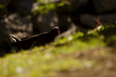 Avrasya tavuğu Gallinula kloropus kloropusu. Vallehermoso. La Gomera. Kanarya Adaları. İspanya.