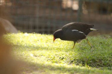 Avrasya tavuğu Gallinula kloropus kloropusu. Vallehermoso. La Gomera. Kanarya Adaları. İspanya.