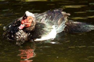 Yurtiçi Muscovy Drake Cairina Moschata hamamları. Vallehermoso. La Gomera. Kanarya Adaları. İspanya.