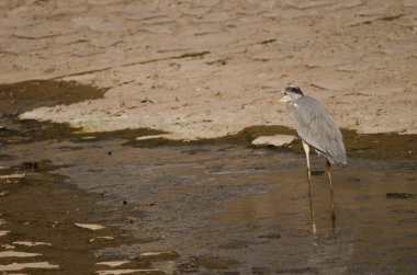 Gri balıkçıl Ardea Cinerea esniyor. San Sebastian de La Gomera. La Gomera. Kanarya Adaları. İspanya.