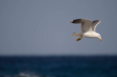 Sarı bacaklı martı Larus michahellis atlantis uçuyor. Los Dos Roques. Galdar. Büyük Kanarya. Kanarya Adaları. İspanya.