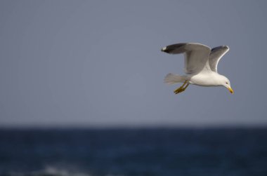 Yellow-legged gull Larus michahellis atlantis in flight. Los Dos Roques. Galdar. Gran Canaria. Canary Islands. Spain. clipart