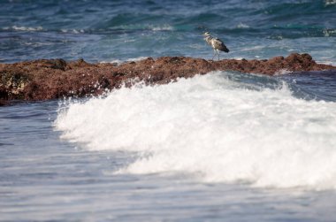 Gri balıkçıl Ardea Cinerea. Los Dos Roques. Galdar. Büyük Kanarya. Kanarya Adaları. İspanya.