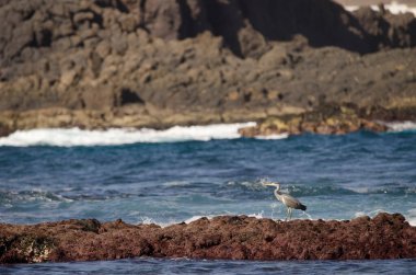 Gri balıkçıl Ardea Cinerea. Los Dos Roques. Galdar. Büyük Kanarya. Kanarya Adaları. İspanya.