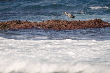 Gri balıkçıl Ardea Cinerea. Los Dos Roques. Galdar. Büyük Kanarya. Kanarya Adaları. İspanya.