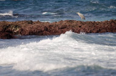 Gri balıkçıl Ardea Cinerea. Los Dos Roques. Galdar. Büyük Kanarya. Kanarya Adaları. İspanya.