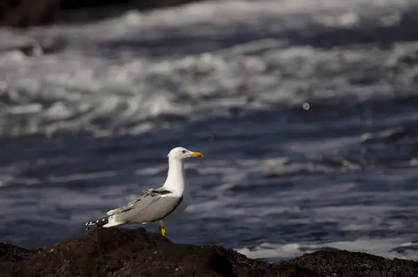 stock image Yellow-legged gull Larus michahellis atlantis. Los Dos Roques. Galdar. Gran Canaria. Canary Islands. Spain.