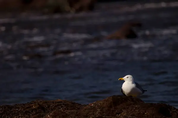 stock image Yellow-legged gull Larus michahellis atlantis. Los Dos Roques. Galdar. Gran Canaria. Canary Islands. Spain.