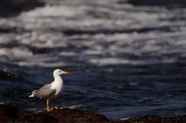 stock image Yellow-legged gull Larus michahellis atlantis. Los Dos Roques. Galdar. Gran Canaria. Canary Islands. Spain.