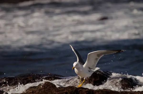 stock image Yellow-legged gull Larus michahellis atlantis balancing in the waves. Los Dos Roques. Galdar. Gran Canaria. Canary Islands. Spain.