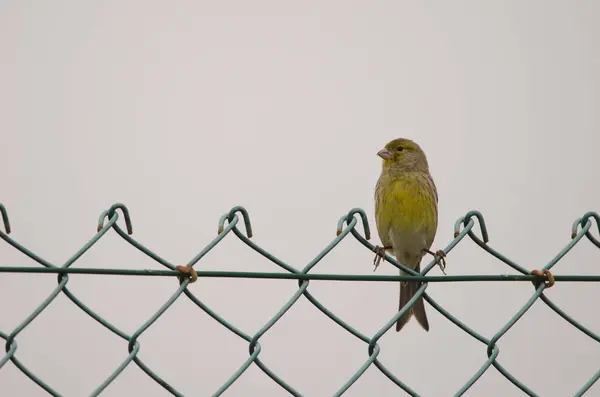 stock image Atlantic canary Serinus canarius on a fence. Lomada de Tecina. San Sebastian de La Gomera. La Gomera. Canary Islands. Spain.