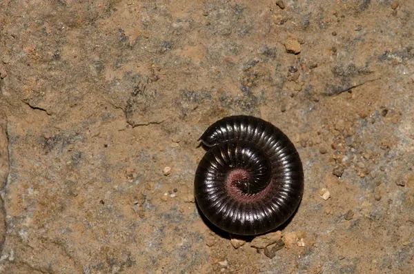 stock image Portuguese millipede Ommatoiulus moreletti in defensive posture. Garajonay National Park. La Gomera. Canary Islands. Spain.