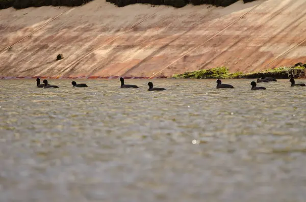 stock image Flock of Eurasian coots Fulica atra atra. Cabecita dam. Vallehermoso. . La Gomera. Canary Islands. Spain.