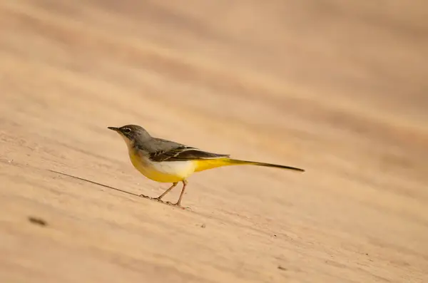 stock image Grey wagtail Motacilla cinerea canariensis. Cabecita dam. Vallehermoso. . La Gomera. Canary Islands. Spain.