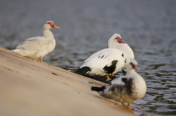 stock image Domestic Muscovy duck Cairina moschata domestica. Cabecita dam. Vallehermoso. La Gomera. Canary Islands. Spain.