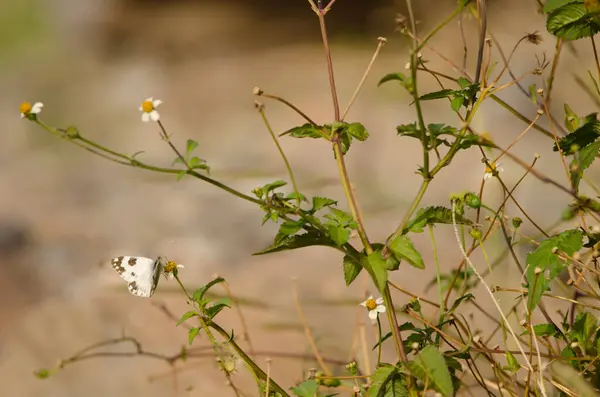 stock image Bath white Pontia daplidice feeding on a flower of cobbler pegs Bidens pilosa. Alajero. La Gomera. Canary Islands. Spain.