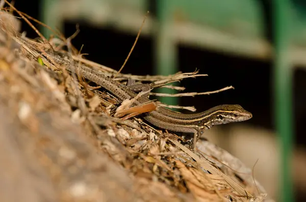 stock image Juvenile Boettger's lizard Gallotia caesaris gomerae. Vallehermoso. La Gomera. Canary Islands. Spain.