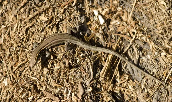 stock image Juvenile Boettger's lizard Gallotia caesaris gomerae. Vallehermoso. La Gomera. Canary Islands. Spain.