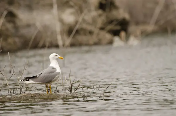 stock image Yellow-legged gull Larus michahellis atlantis. La Encantadora dam. Vallehermoso. La Gomera. Canary Islands. Spain.