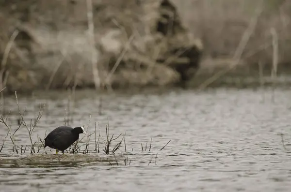 stock image Eurasian coot Fulica atra atra. La Encantadora dam. Vallehermoso. La Gomera. Canary Islands. Spain.