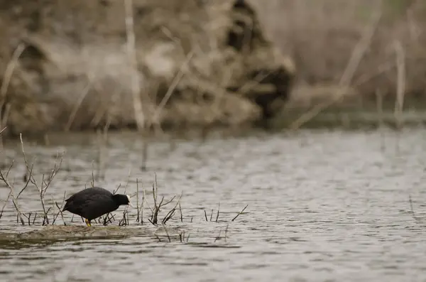 stock image Eurasian coot Fulica atra atra. La Encantadora dam. Vallehermoso. La Gomera. Canary Islands. Spain.