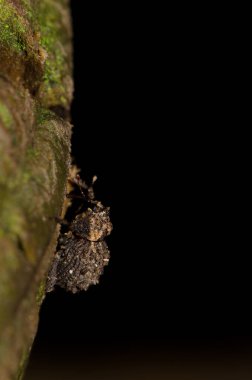 Garajonay Ulusal Parkı 'ndaki buğday biti. La Gomera. Kanarya Adaları. İspanya.