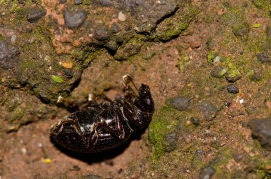 Weevil pretending to be dead. Garajonay National Park. La Gomera. Canary Islands. Spain. clipart