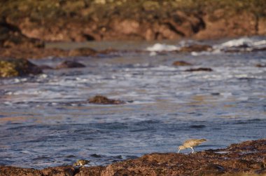 Avrasya esprisi Numenius phaeopus sağa ve kahrolası turnstone Arenia sola doğru yorumlar. Galdar. Büyük Kanarya. Kanarya Adaları. İspanya.