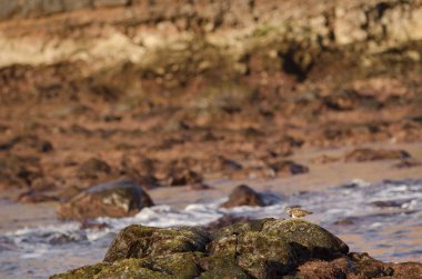 Ruddy turnstone Arenaria yorumluyor. Los Dos Roques. Galdar. Büyük Kanarya. Kanarya Adaları. İspanya.