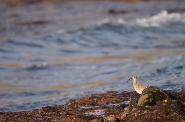 Avrasya esprisi Numenius phaeopus. Los Dos Roques. Galdar. Büyük Kanarya. Kanarya Adaları. İspanya.