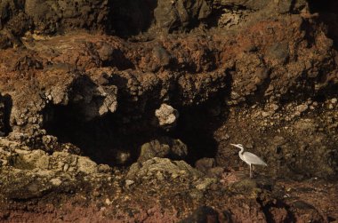 Gri balıkçıl Ardea Cinerea. Los Dos Roques. Galdar. Büyük Kanarya. Kanarya Adaları. İspanya.